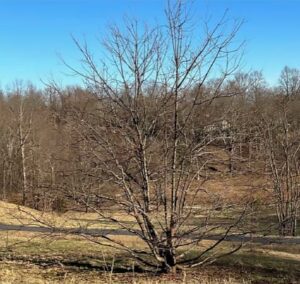 The chestnut tree showing the effect of the blight on its growth. SC