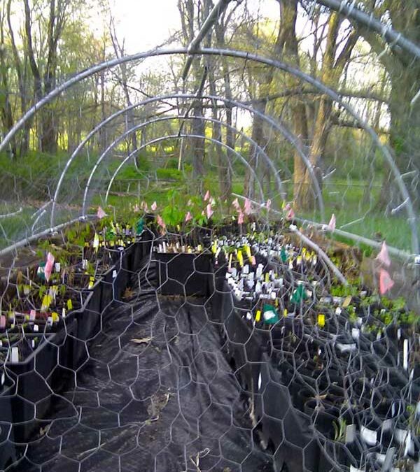 VA – Seedling Sale