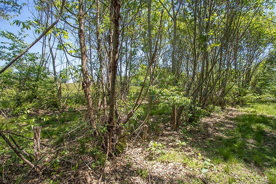 American chestnuts resprouting from roots