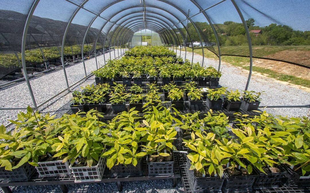 Wild-Type Seedling Sale