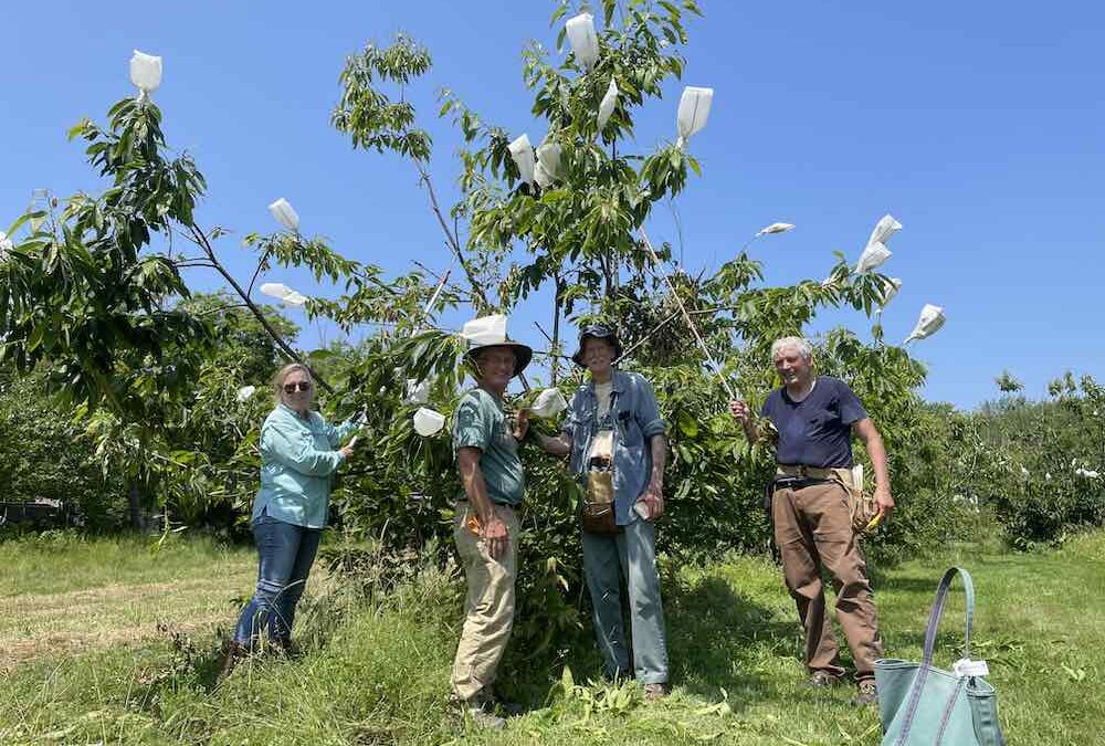 Chestnut Science Update