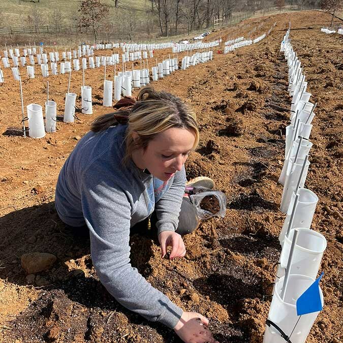 VA Seed Orchard Planting – Sky Meadows State Park