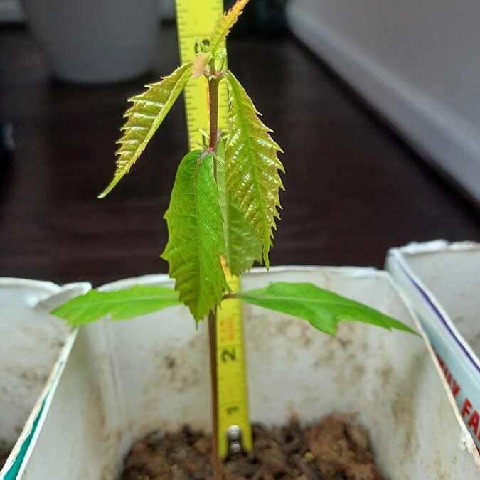 VA – Arbor Day Chestnut Tree Planting