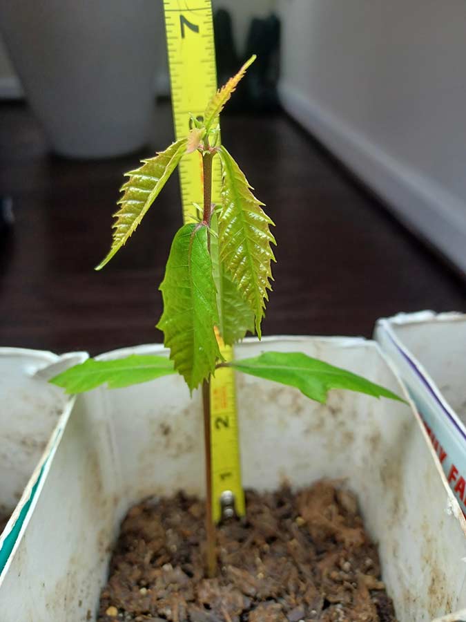 VA- chestnut seedlings for Arbor Day planting