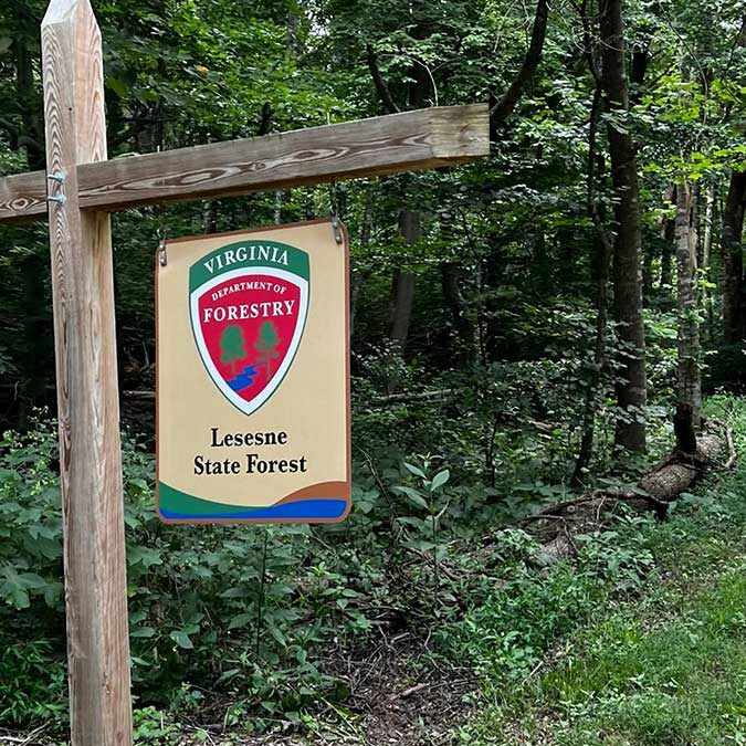 VA – Planting at Lesesne State Forest