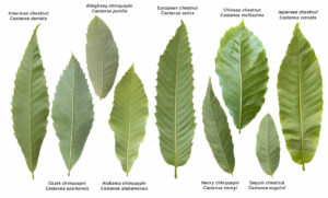 chestnut species leaves