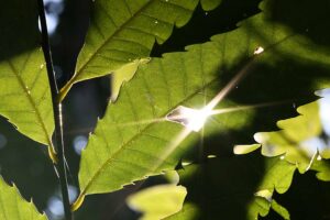 American chestnut leaves with the sun shining behind them. 2023 Photo Contest winner