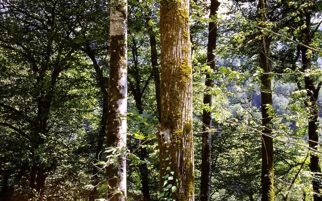 Chestnut Chat: European Chestnuts Before and After Blight