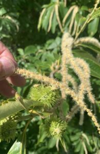 VA- hand pollination with catkin of American chestnut