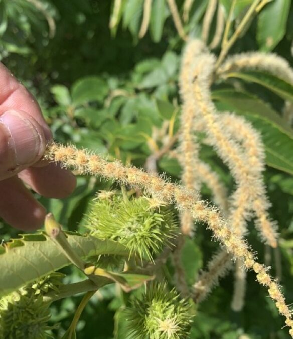 VA- Chestnut pollination demo & training