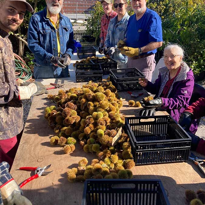 TN – Volunteer Workday Chestnut Shucking Party!