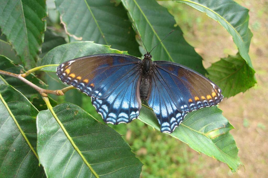 Red spotted purple butterfly on an American chestnut hybrid