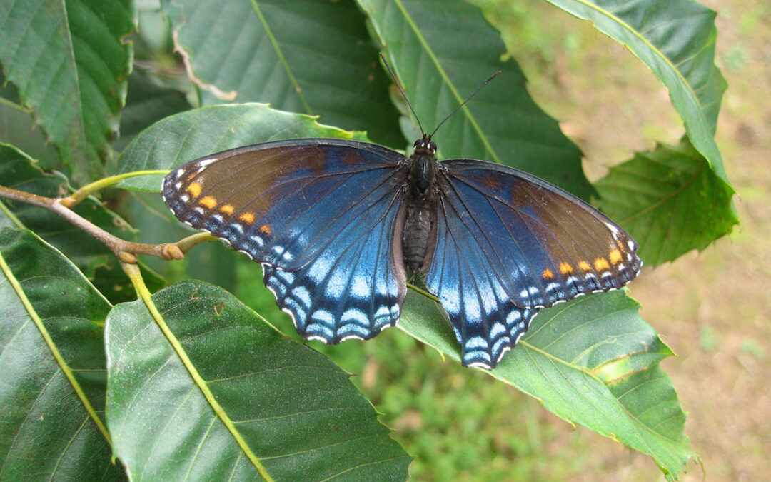 Chestnut Chat: How American Chestnut Hybrids Interact with Their Environment