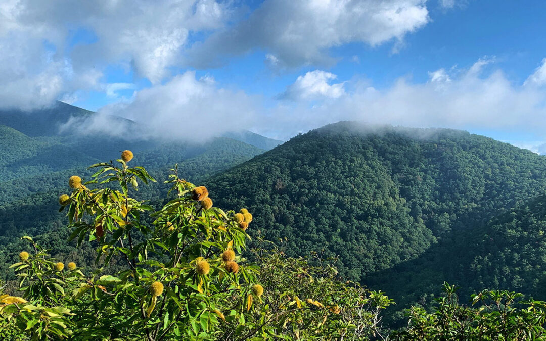 Major New TACF Paper Published in Science