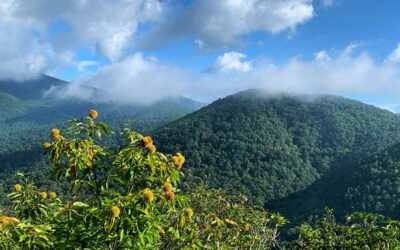 Major New TACF Paper Published in Science