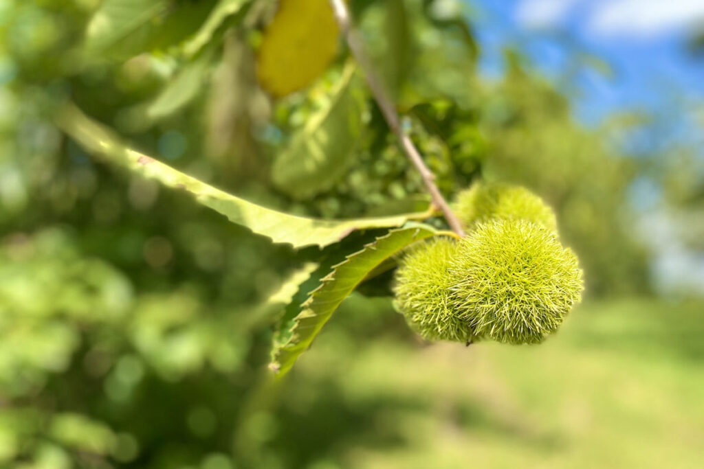 Young green chestnut burs at Meadowview Research Farms