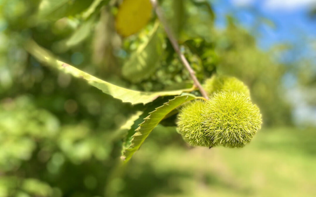 VA-Informational Meeting about Identifying LSAs