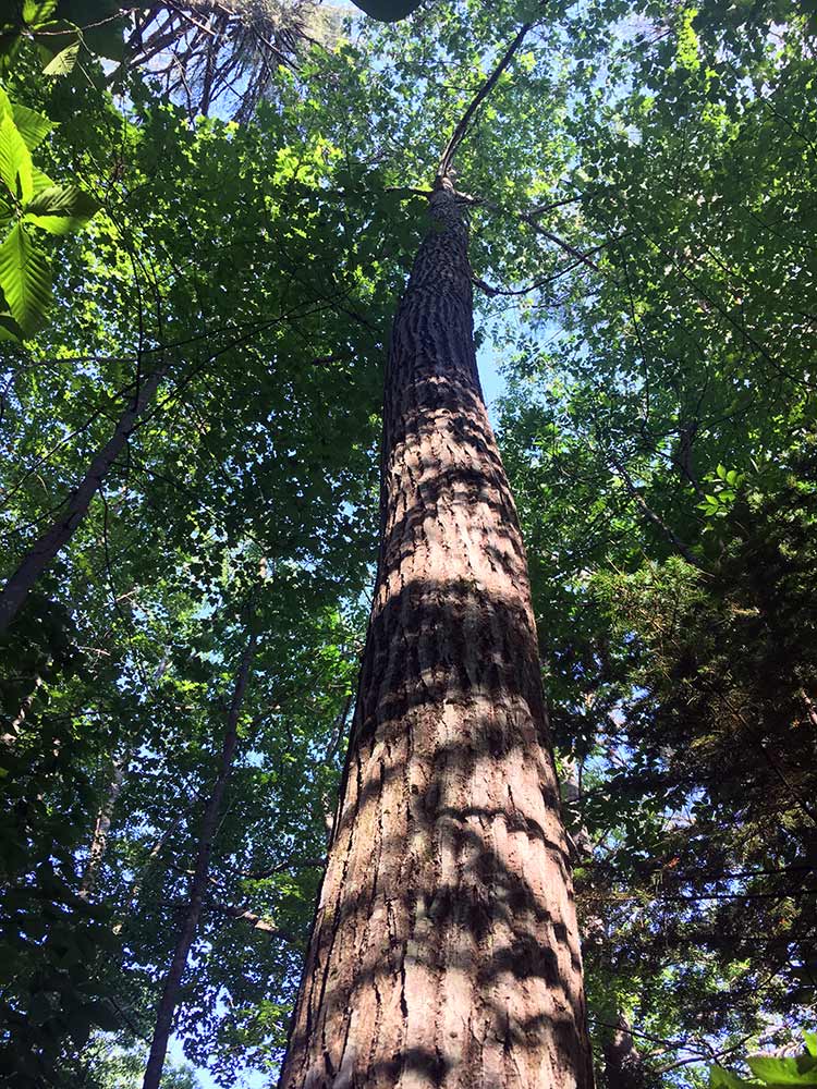 The large surviving American chestnut tree in Lovell, Maine