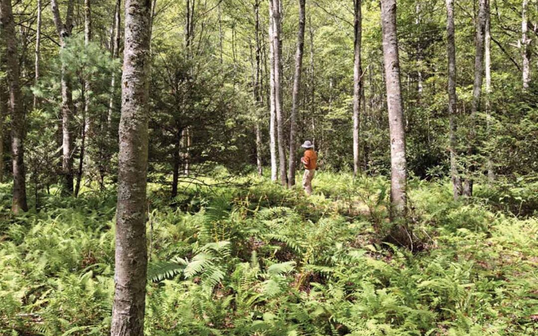 Chestnut Chat: A Half-Century of Recovery Efforts for the Endangered Virginia Round-leaf Birch