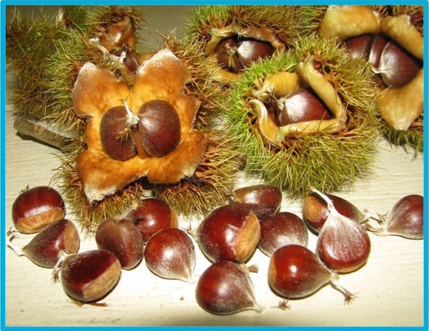 2025 Free Nut Offer