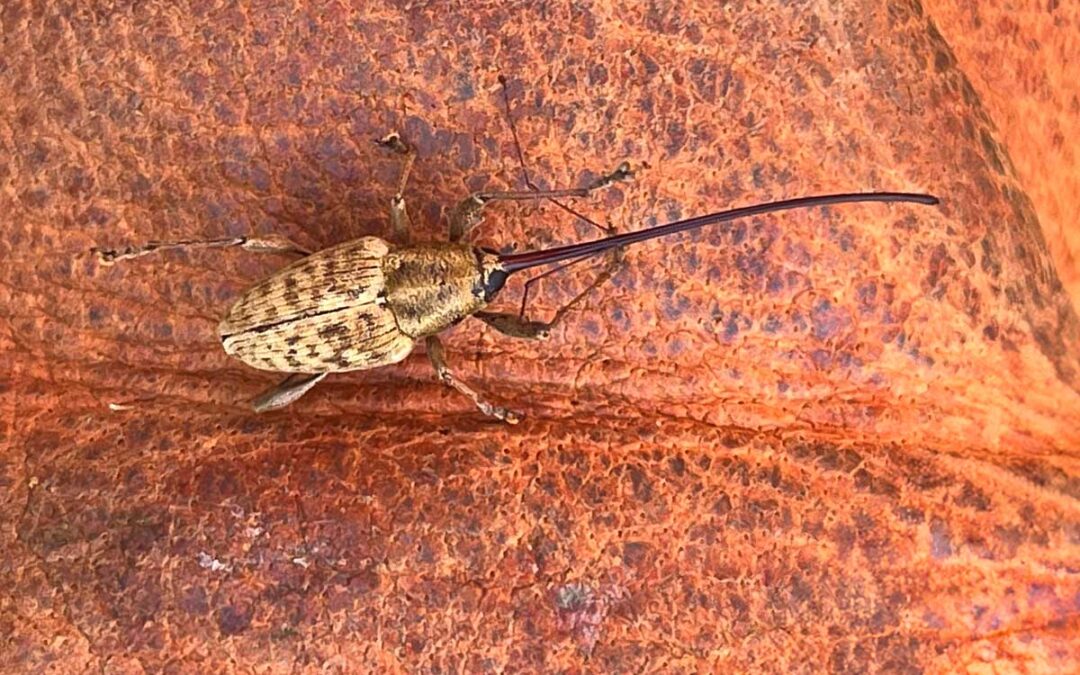 Chestnut Chat: Beetle Evolution and the Rediscovery of the Greater Chestnut Weevil