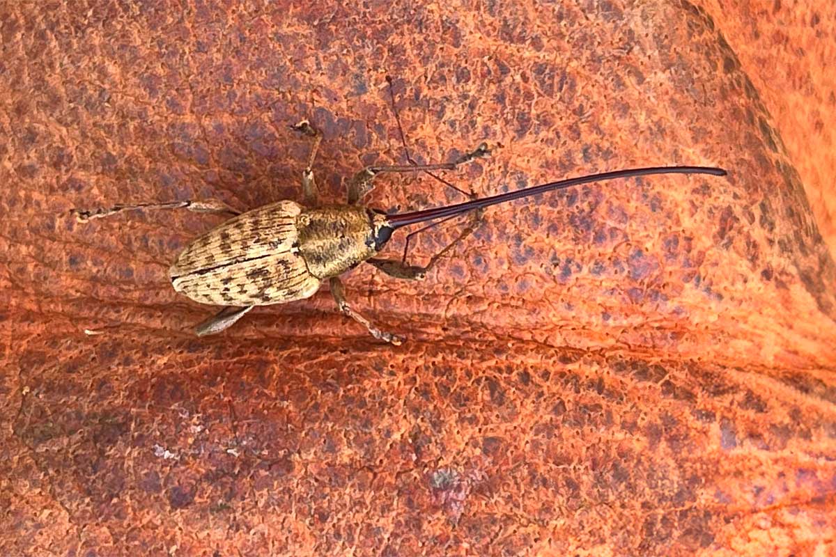 Greater-Chestnut-weevil-1200 Greater chestnut weevil. Discovered and photographed by Lauren Kerwien