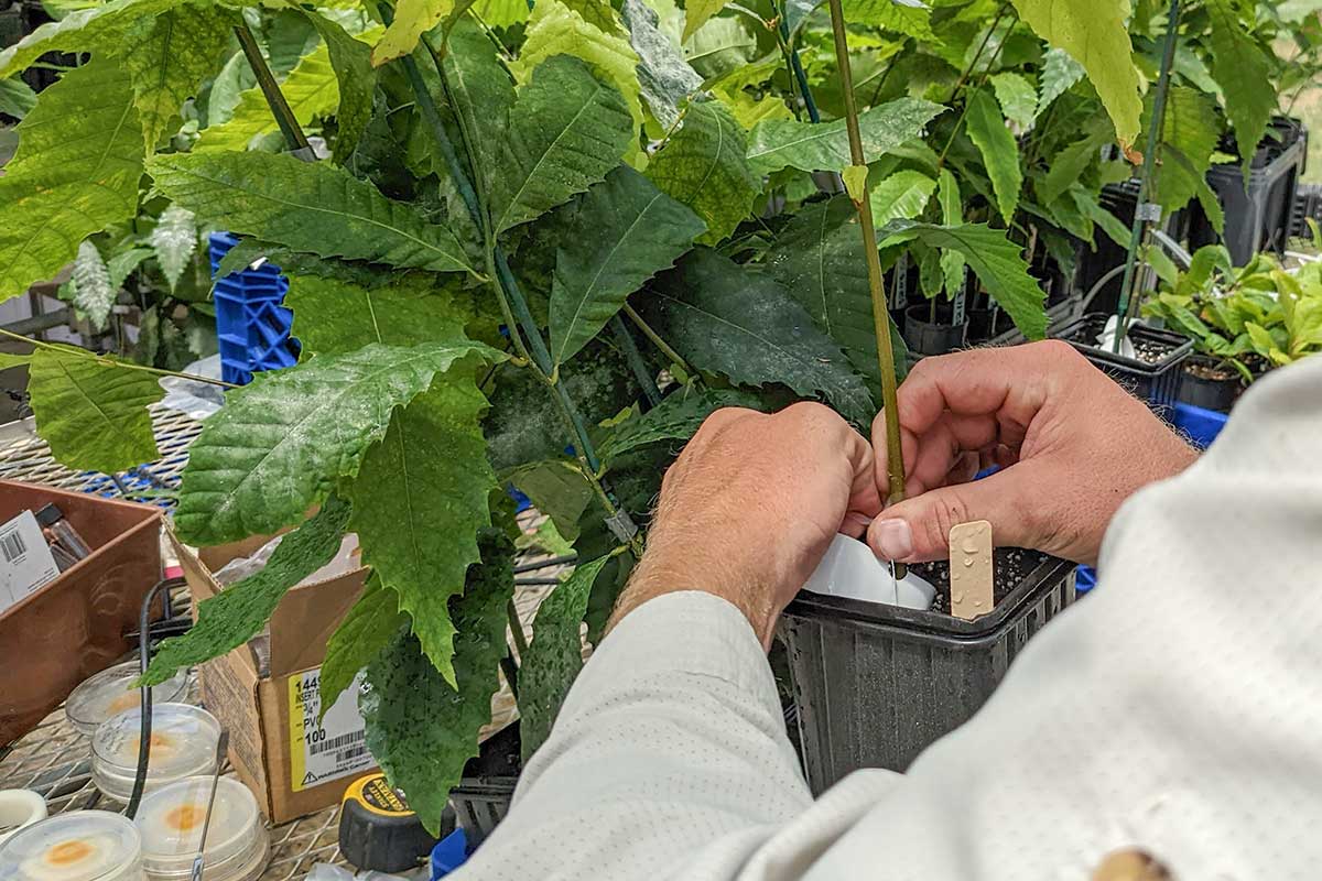 Greenhouse-Pennstate-Forest-Resource-Lab-1200 inoculating American chestnut trees to test for blight resistance