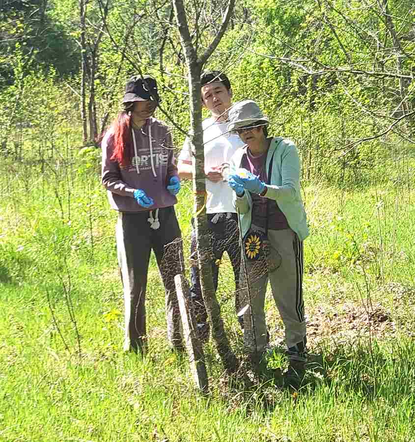 Dr. Haiying Liang inoculating chestnut hybrids with Sky and Roger. This was a great hands-on experience for her students,