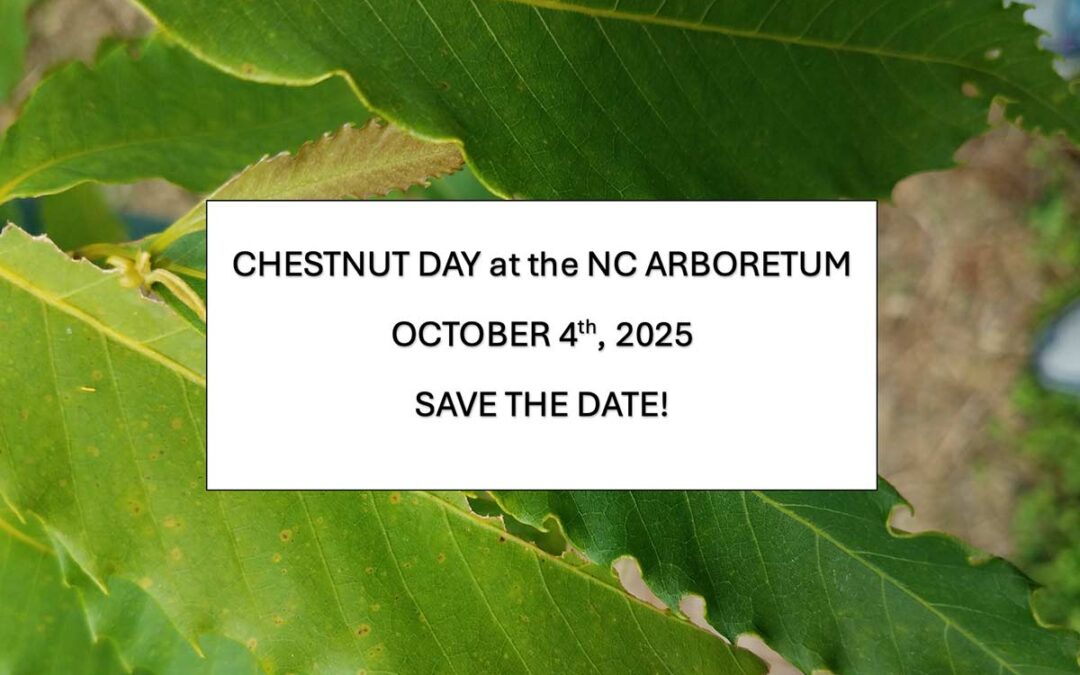 American Chestnut Day at the NC Arboretum