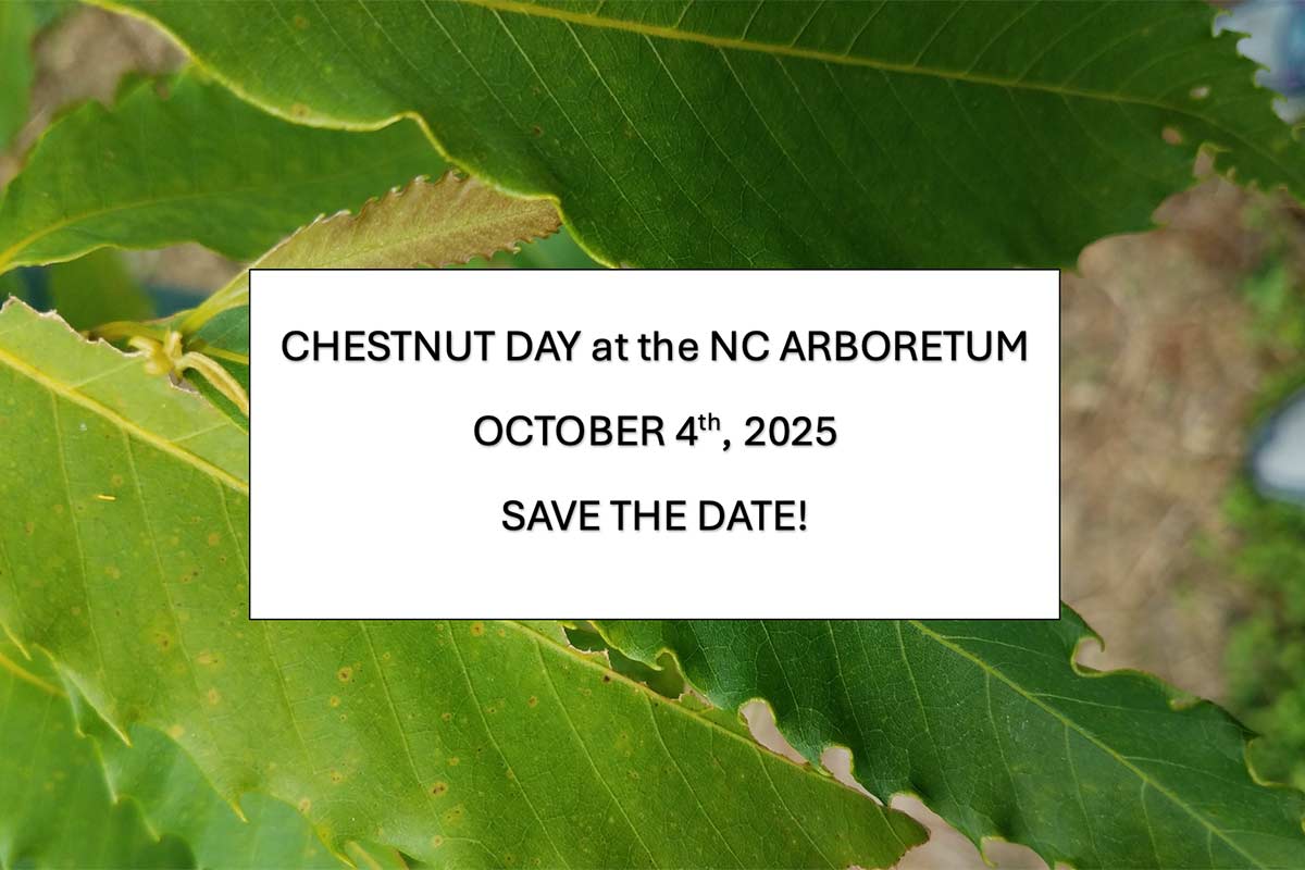 American Chestnut Day at NC Arboretum