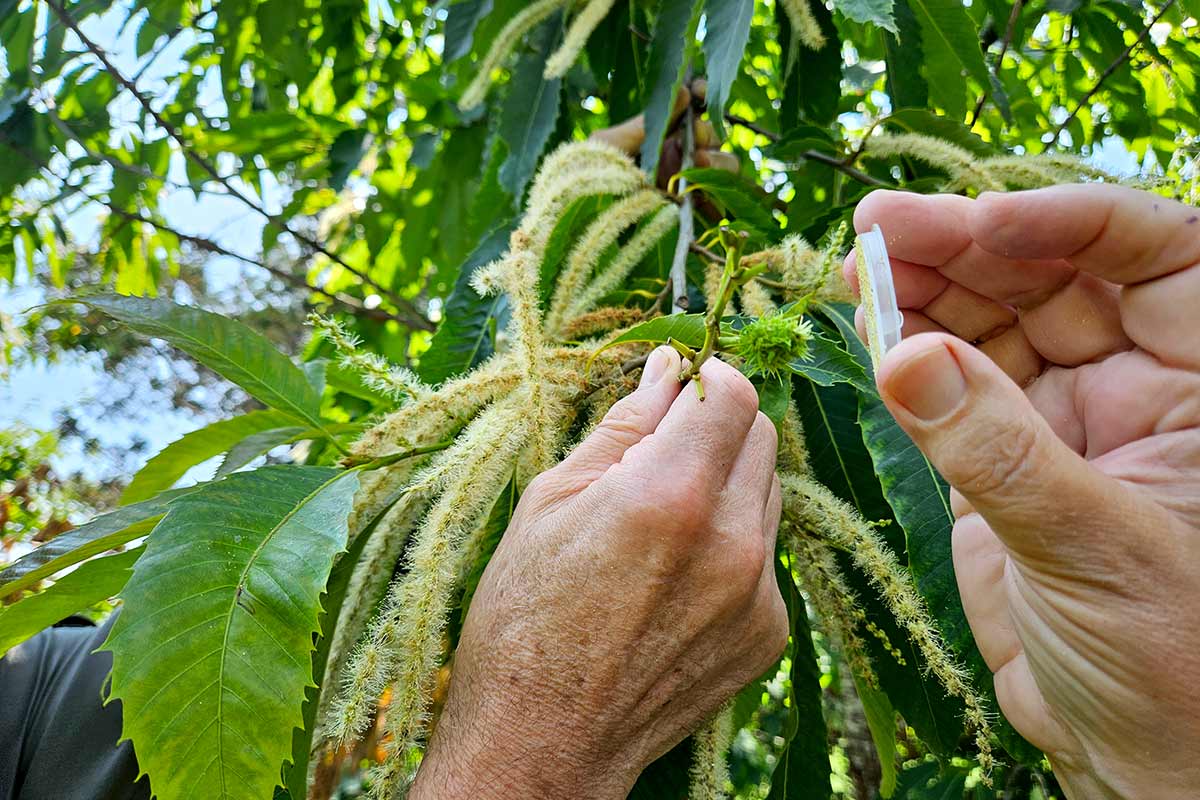 controlled-pollination-MA controlled pollination on backcross American chestnut