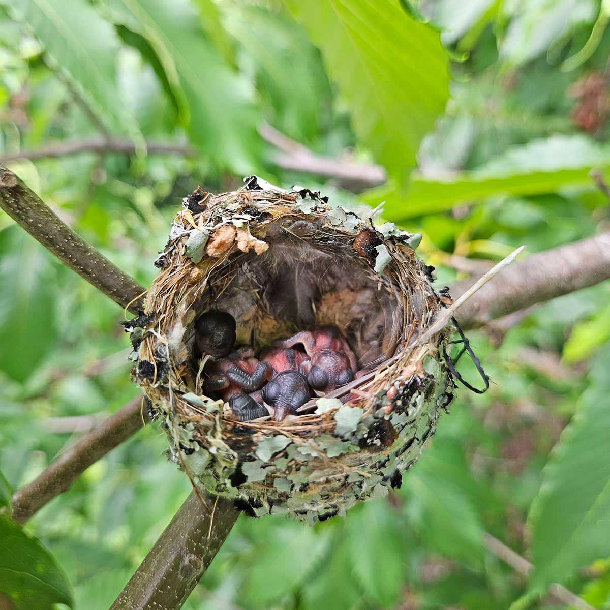 gnatcathers-in-american-chestnut-tree-1200 Blue-gray gnatcatcher chicks in a nest in an American chestnut backcross tree in Georgia