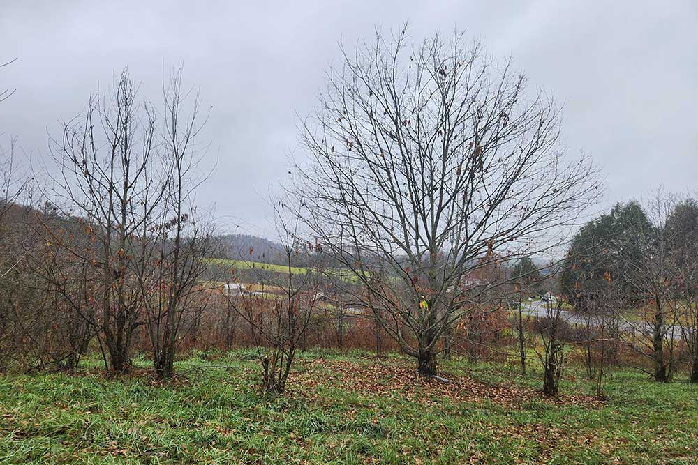 American chestnut orchard at Matthews State Forest, VA