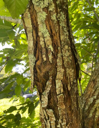 D1-3-59 blight (pic 1)