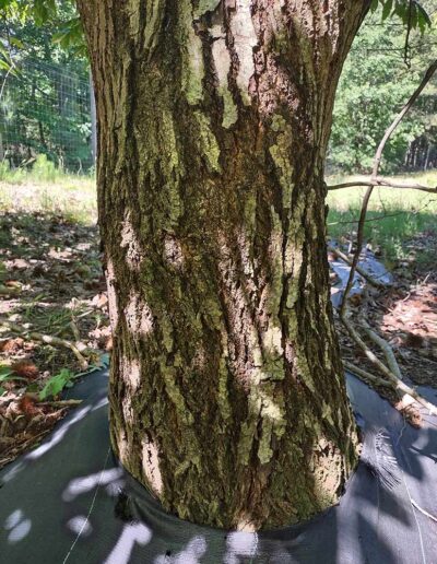 GABE001-297 American chestnut hybrid main stem