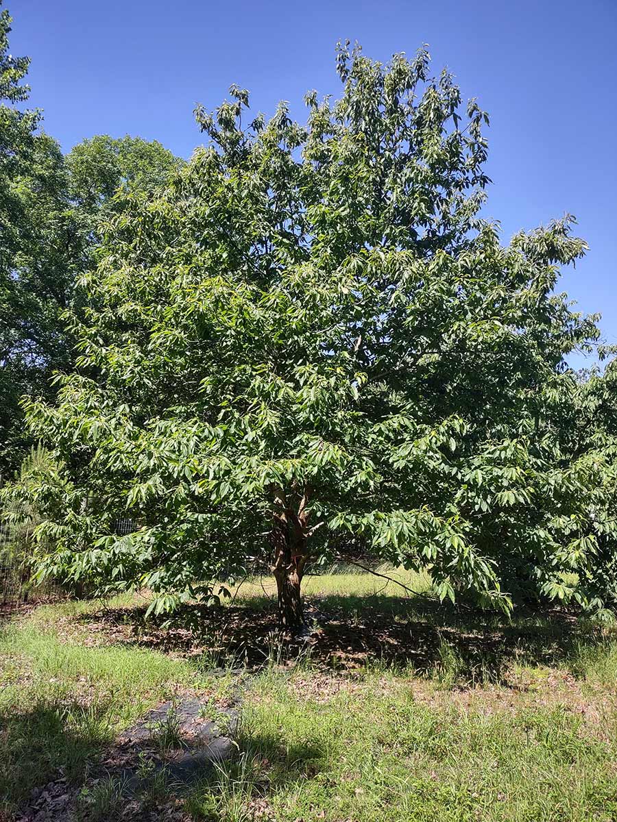 American chestnut GABE001-297