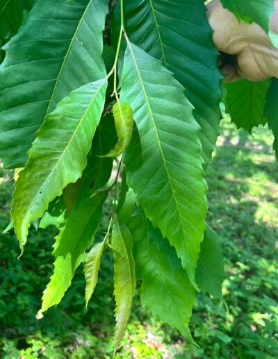 VA-LSFB1-R2C2 leaves