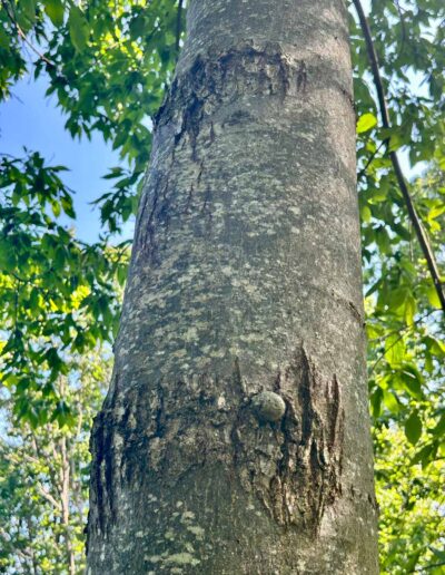 VA-LSFB1-R4C4 main stem blight
