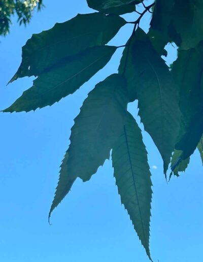 VA-LSFB1-R4C4 leaf