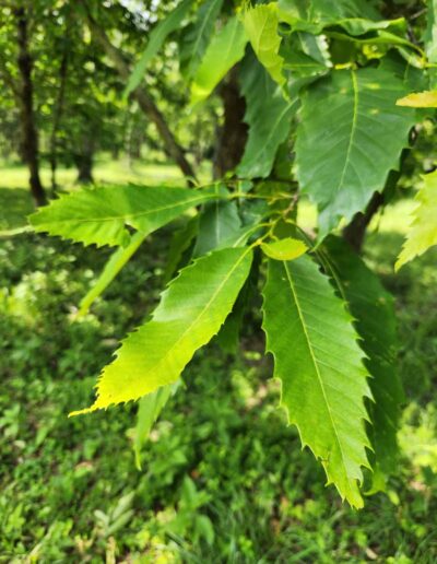 VA-LSFB2-R72C13 leaves