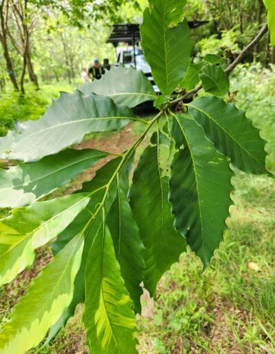 VA-LSFB2-R79C2 leaves