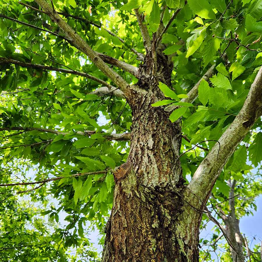 American chestnut tree in Virginia