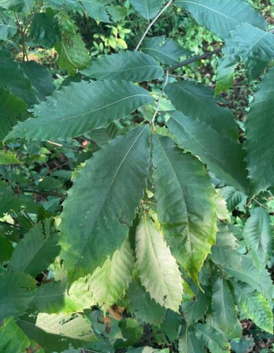 D2-18-122 leaves