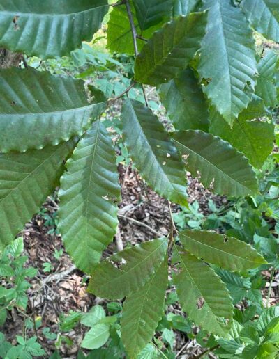 M1409 leaves