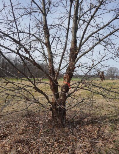 MD-08-516 profile, winter