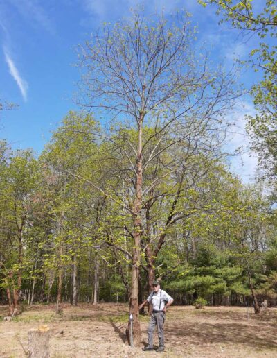 MD-Tho-132.5-08 profile, spring