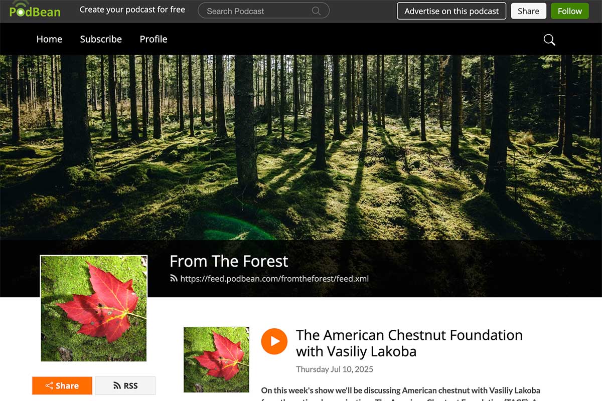 screenshot of From the Forest podcast webpage 2025