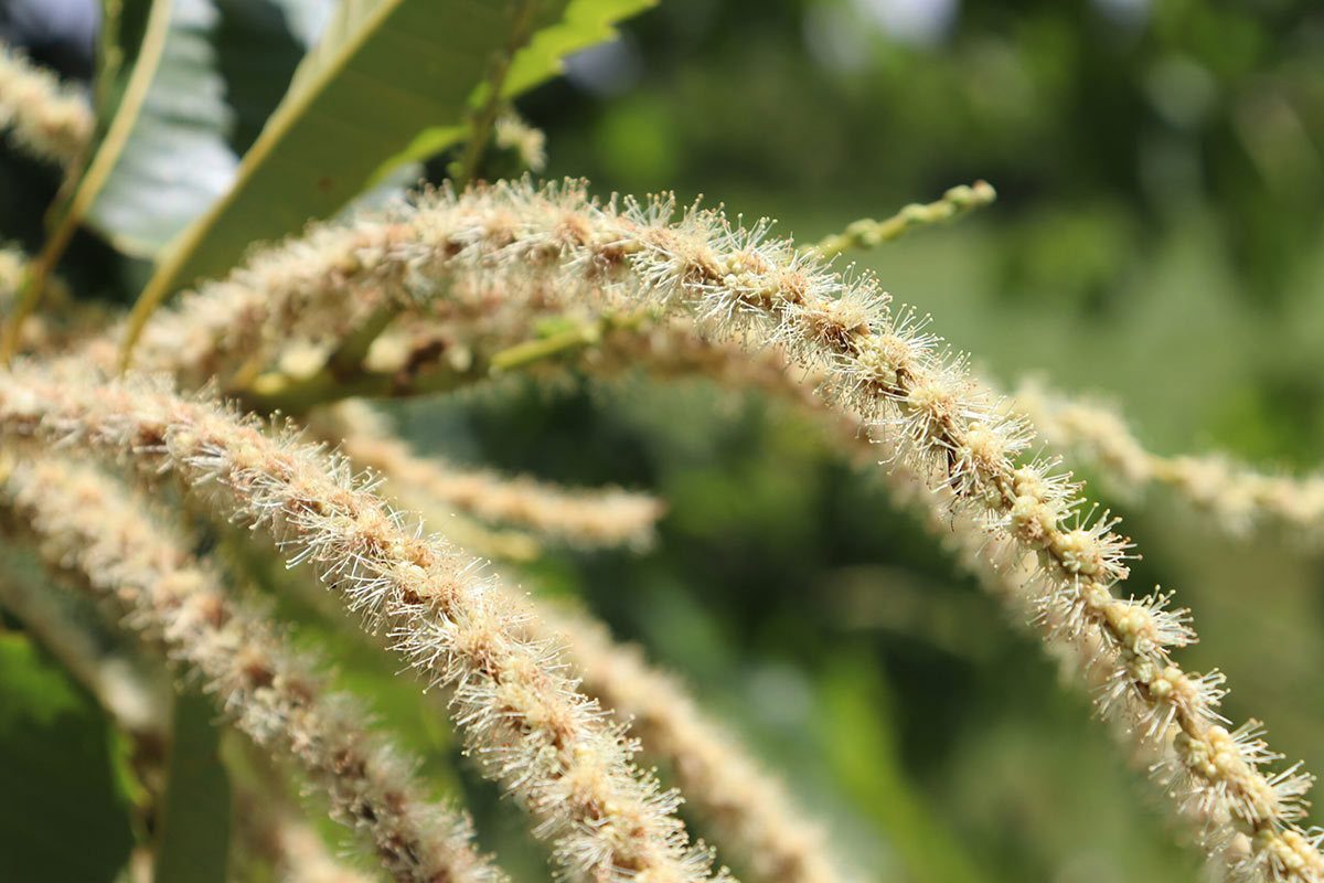 Chestnut catkins at Meadowview Research Farms, VA