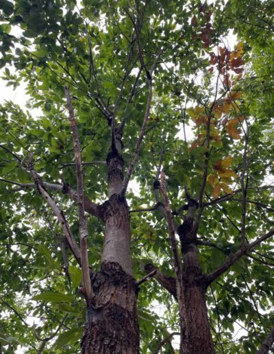PA-coF2-182, canopy