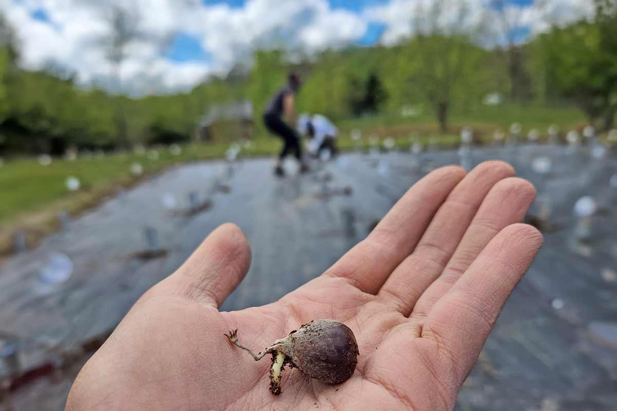 chestnut in hand at Pryor Orchard, SC